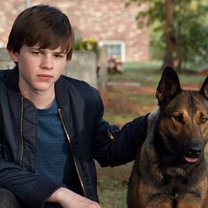 Foto Max - O Cão Herói