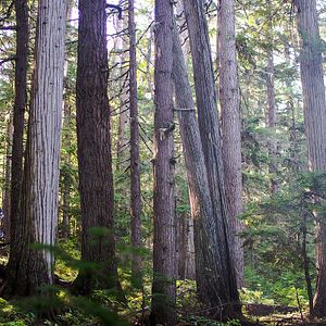 Foto The Search for Freedom