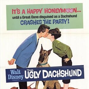 Foto Um Amor de Companheiro