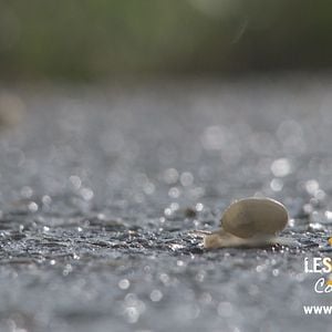 Foto Walking the Camino: Six Ways to Santiago