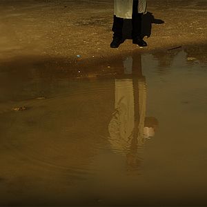 Foto Não Alimente seu Cão