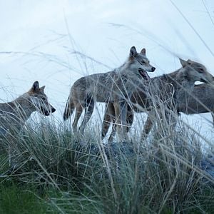 Foto Espírito de Lobo