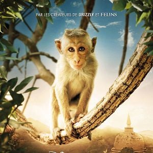 Foto O Reino dos Primatas