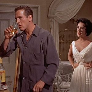 Foto Gata em Teto de Zinco Quente