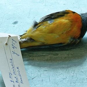 Foto História Natural