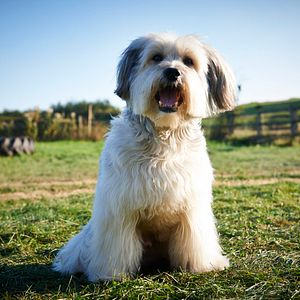 Foto Pudsey - Este Cão é um Herói!