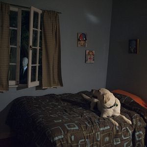 Foto Sempre De Olho: Uma História Marble Hornet