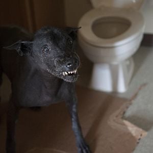 Foto Sempre De Olho: Uma História Marble Hornet