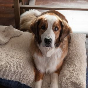 Foto O Natal dos Coopers