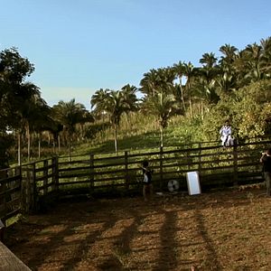 Foto Passarinho Lá de Nova Iorque