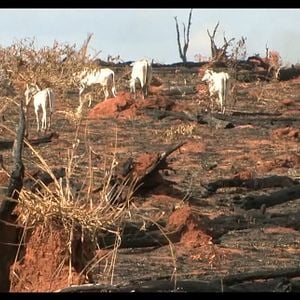 Foto Cowspiracy - O Segredo da Sustentabilidade