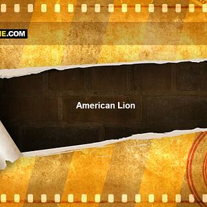 Foto American Lion