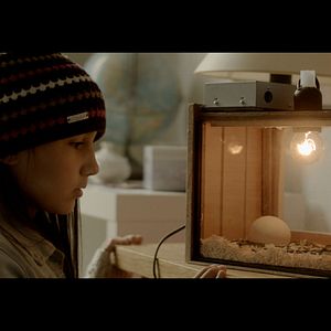 Foto Os Pássaros Migratórios