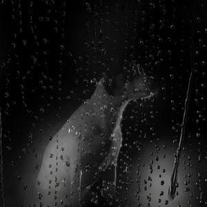 Foto Coração de Cachorro