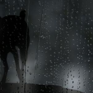 Foto Coração de Cachorro