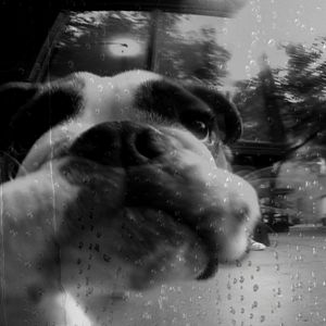 Foto Coração de Cachorro