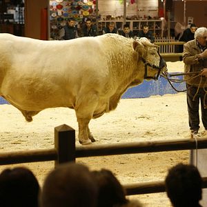 Foto Saint Amour - Na Rota do Vinho
