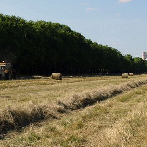 Foto Le Bois dont les rêves sont faits