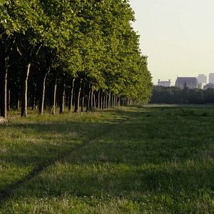 Foto Le Bois dont les rêves sont faits