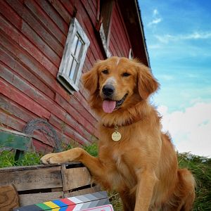 Foto Quatro Vidas de um Cachorro