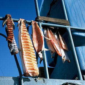 Foto Chamisso's Shadow