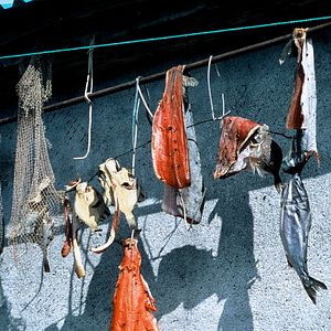 Foto Chamisso's Shadow