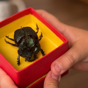 Foto O Escaravelho do Diabo