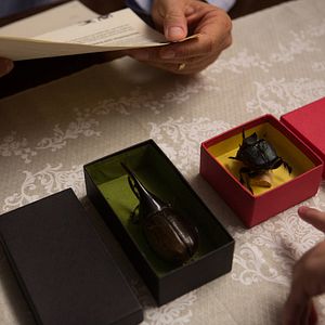 Foto O Escaravelho do Diabo