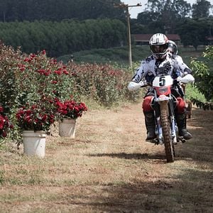 Foto O Escaravelho do Diabo