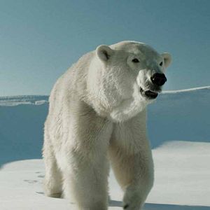 Foto Corações Gelados