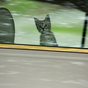 Foto Keanu: Cadê Meu Gato?!