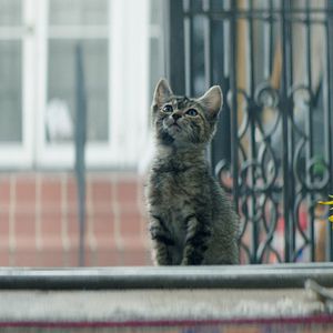Foto Keanu: Cadê Meu Gato?!