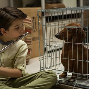 Foto Wiener-Dog