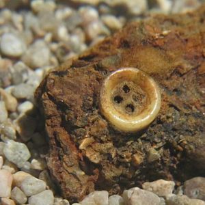 Foto O Botão de Pérola