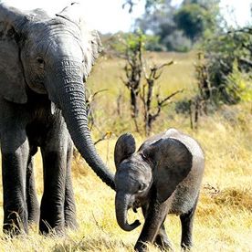Foto Naledi: A Baby Elephant's Tale