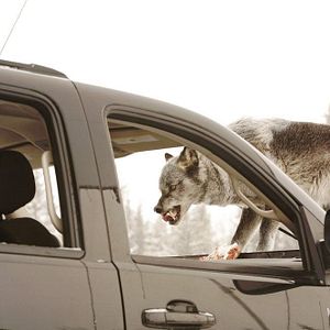 Foto Wynonna Earp: A Maldição dos Renascidos