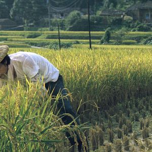 Foto A Grama Verde de Casa