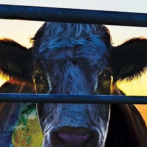 Foto Cowspiracy - O Segredo da Sustentabilidade