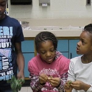 Foto A Fé nos Orgânicos