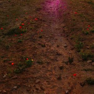 Foto The Night and the Kid