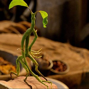 Foto Animais Fantásticos e Onde Habitam