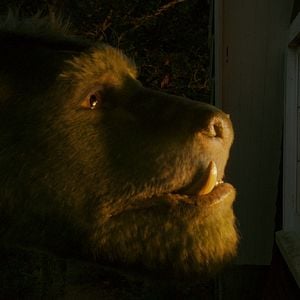 Foto Meu Amigo, O Dragão