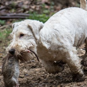 Foto Rats: Realidade Urbana