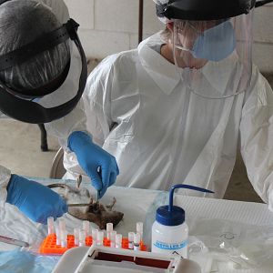 Foto Rats: Realidade Urbana