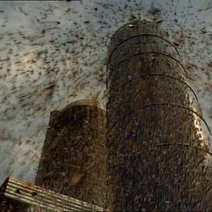 Foto Locusts - O Dia da Destruição