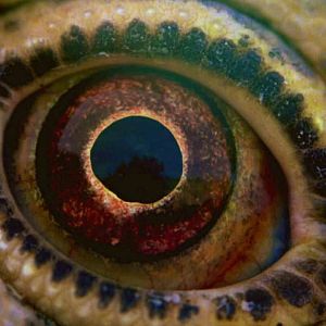 Foto Voyage of Time: Life's Journey