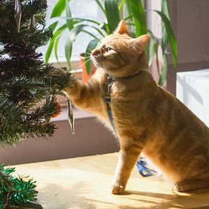 Foto Um Gato de Rua Chamado Bob