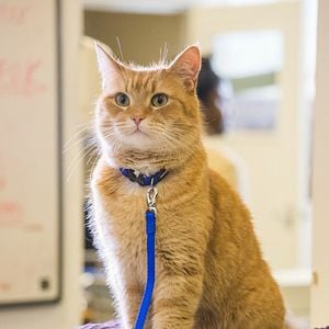 Foto Um Gato de Rua Chamado Bob