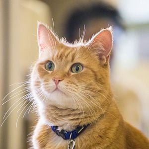 Foto Um Gato de Rua Chamado Bob