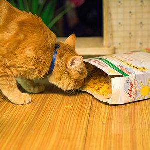 Foto Um Gato de Rua Chamado Bob